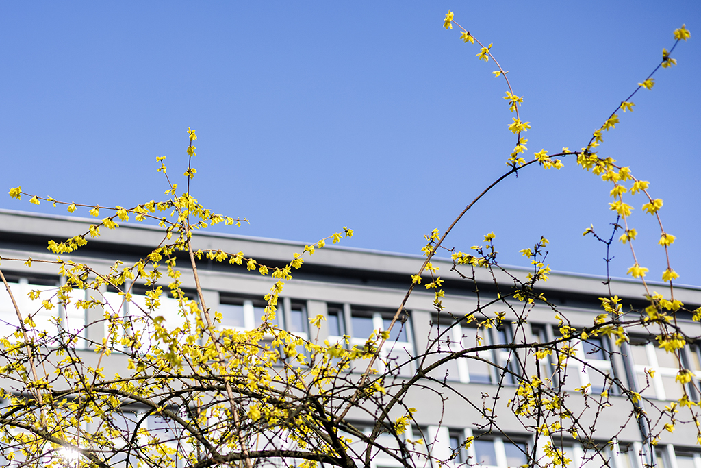 budynek główny Uniwersytetu Komisji Edukacji Narodowej w Krakowie, na pierwszym planie kwitnąca forsycja
