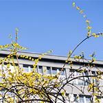 budynek główny Uniwersytetu Komisji Edukacji Narodowej w Krakowie, na pierwszym planie kwitnąca forsycja